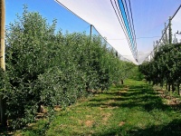 image of fruit_and_vegetable