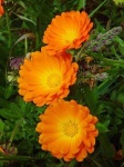 image of flower