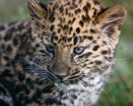 image of leopard #1