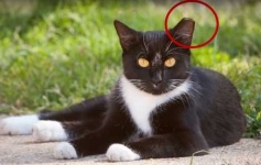 image of feral_cats