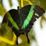 image of banded_butterfly #142