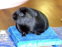 image of guinea_pig