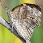 image of animal