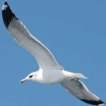 image of bird