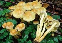 image of earthstar
