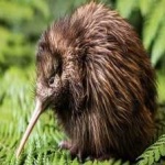 image of bird