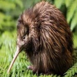 image of bird_kiwi #130