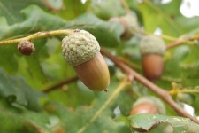 image of acorn