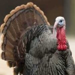 image of bird