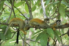 image of squirrel_monkey