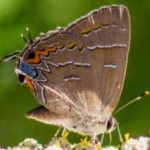 image of butterfly #27