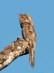 image of potoo