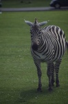 image of zebra #31