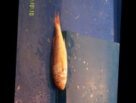 image of fish