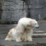 image of ice_bear
