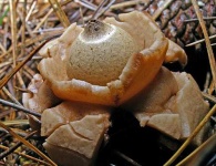 image of earthstar