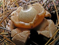 image of earthstar #29