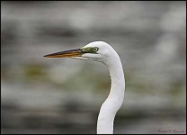 image of american_egret