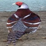 image of bird