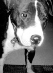 image of american_staffordshire_terrier #17