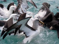 image of albatross