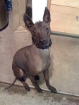 image of mexican_hairless