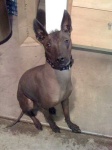 image of mexican_hairless #14