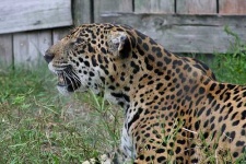 image of jaguar_car