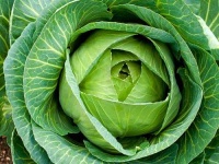 image of head_cabbage #16