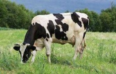image of animal