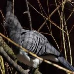 image of bird