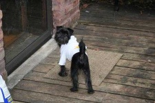 image of affenpinscher