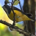 image of bird