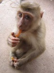 image of macaque