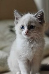 image of animal