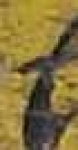 image of char