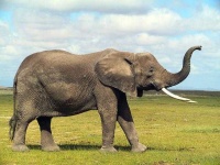 image of animal