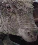 image of animal