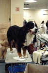 image of bernese_mountain_dog #34