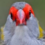 image of bird