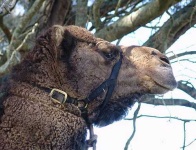 image of arabian_camel
