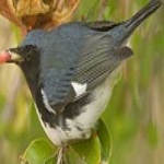image of bird