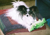 image of papillon
