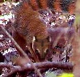 image of mongoose #14