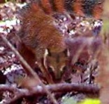 image of mongoose