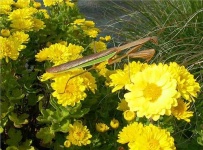 image of mantis