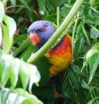 image of lorikeet