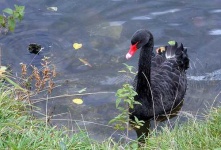 image of black_swan #0