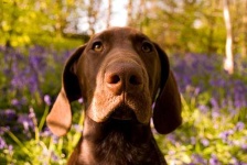 image of animal