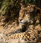 image of jaguar_car